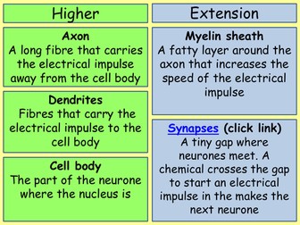 Nervous system and coordianted response 2 lesson bundle