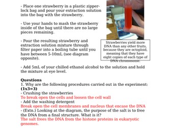 DNA From Strawberries (Extraction Procedure & Follow Up Questions)