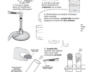 Micropropagation Of Cauliflower