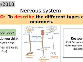 B10.2 Nervous system