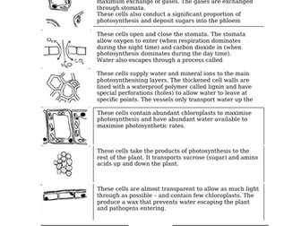 Build Your Own Leaf & Leaf Structure And Function (GCSE)