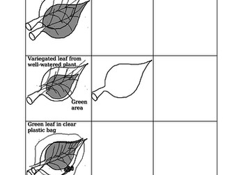 Testing A Leaf For Starch Using Iodine Solution (GCSE)