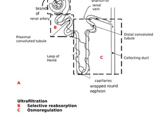 The Excretory System & The Kidneys (GCSE)