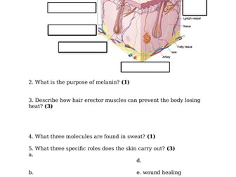 The Excretory System & The Skin (GCSE)