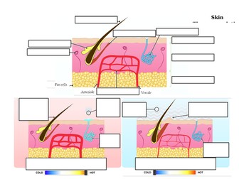 Skin & Homeostasis incl. Thermoregulation (GCSE)