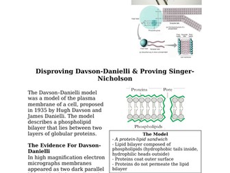Proving The Phospholipid Bilayer & Fluid Mosaic Model (A Level & IB)