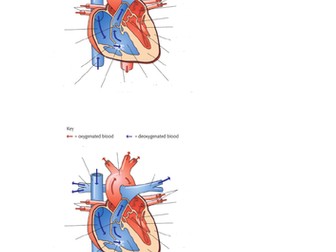 Level 3 BTEC Sport Unit 1 - Cardiovascular System