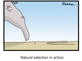 Natural Selection In Action-Funny Evolution Cartoon