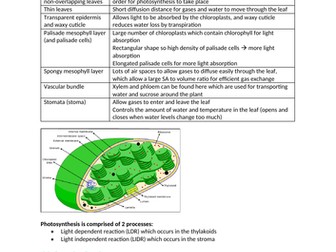 AQA A level Biology - Photosynthesis Notes