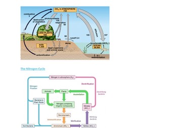AQA A level Biology - Nutrient Cycles
