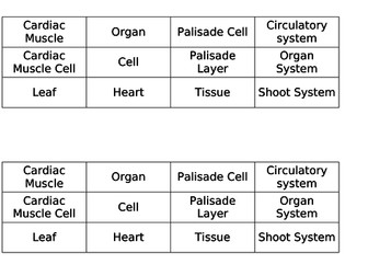 Bioenergetics Lesson 01 - The Leaf