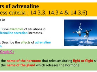 Effect of adrenaline