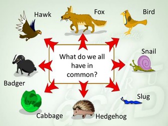 Food Chains Powerpoint (Year 3/4)