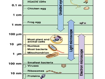 Size of Cells Handout