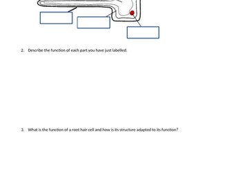 Root hair cells adaptations