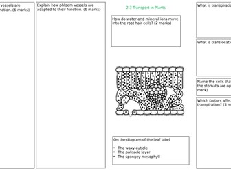 Transport in Plants revision mat