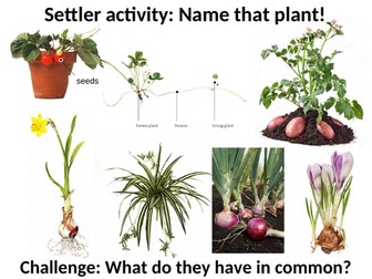 Asexual reproduction and mitosis