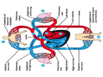 The circulatory system (heart)