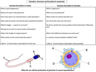 Mammalian gamete formation A3 sheet