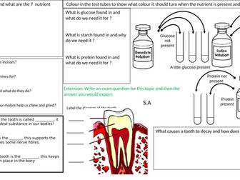 Food and Digestion Revision Sheet KS3