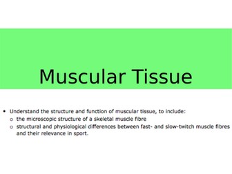 Muscular Tissue