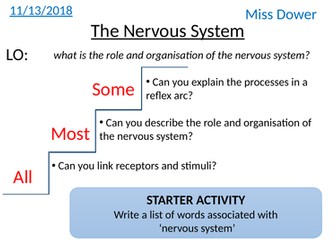 The Nervous System