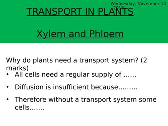 Structure and Function of Xylem and Phloem