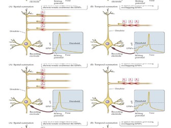 AQA Biology nervous coordination and muscles