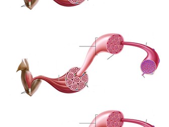 AQA Nervous Coordination and muscles