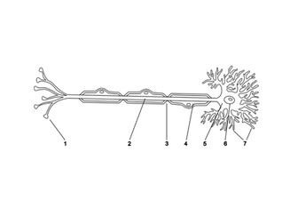 Unit 4 Anatomy and Physiology Diagrams for labelling