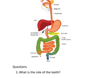 Digestive system revision