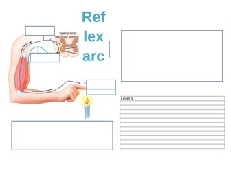 Edexcel - Paper 1 - Reflex arc