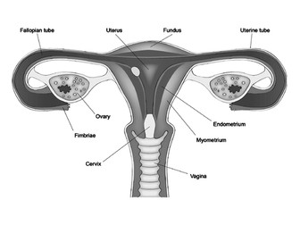 AQA Contraception