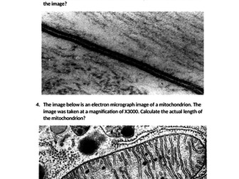 GCSE or A-level Biology magnification questions