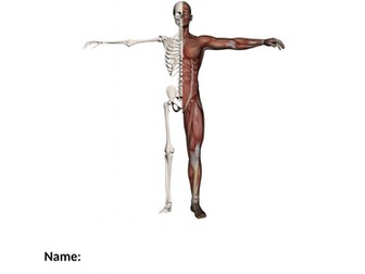 BTEC Sport Level 3 Skeletal and Muscular System Practice Questions