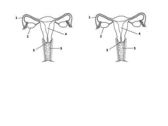 Year 8 The Menstrual Cycle