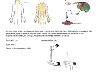 Reaction time required practical model answer
