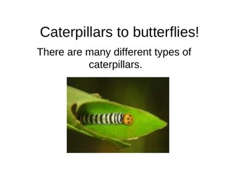 Caterpillars to butterflies