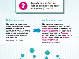 Biology A-level Model Answer Posters