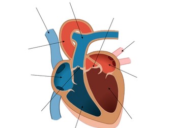 AQA GCSE PE (9-1) Paper 1: Human body Easter revision