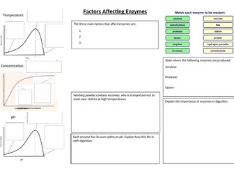 Factors Affecting Enzymes