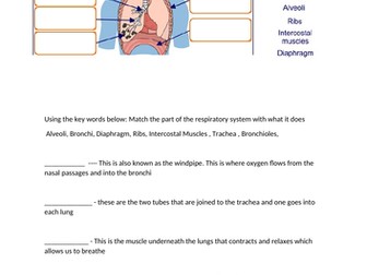 Respiratory System Worksheet