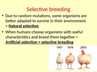 Selective Breeding - Edexcel 9-1 Biology