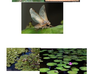 plan your own habitat! KS1 science. habitats/needs of animals