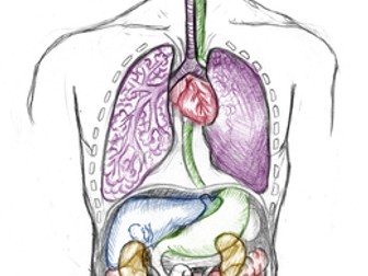 Year 7 Body Organs