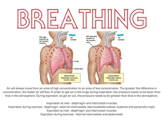 A Level PE Revision Posters - The Respiratory System