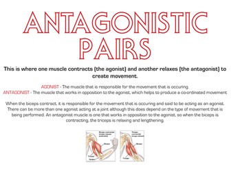 A Level PE Revision Posters - The Musculoskeletal System
