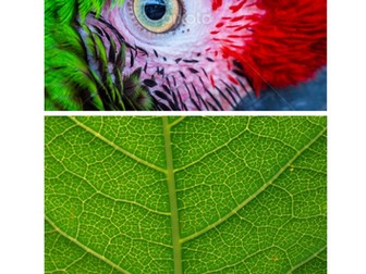 Painting natural forms - Patrick Heron