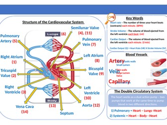 OCR Cardiovasular & Respiratory Systems Knowleadge Organiser