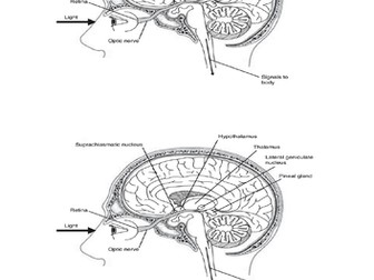 Sleep and dreams topic for Scottish Higher Psychology